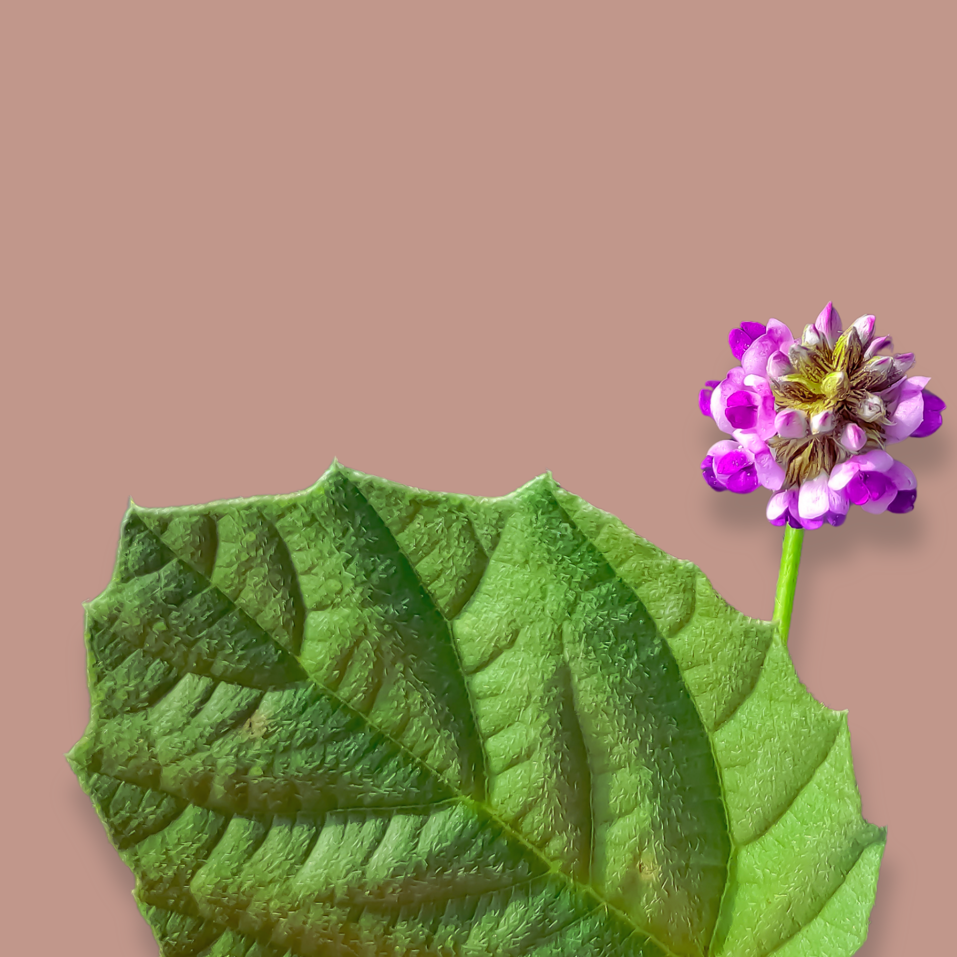 Bakuchiol_2.png
